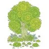 Цветной пример раскраски летнее дерево в листве