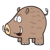 Цветной вариант раскраски рисунок кабан