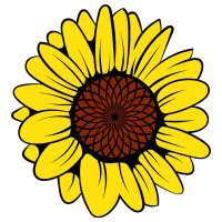 Цветной вариант раскраски один крупный подсолнух цветок