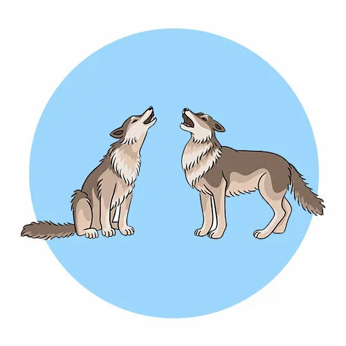 Цветной пример раскраски два волка