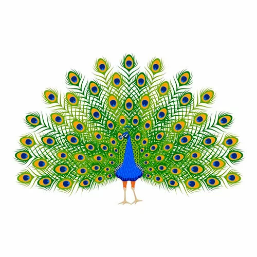 Цветной вариант раскраски гигантский хвост павлина