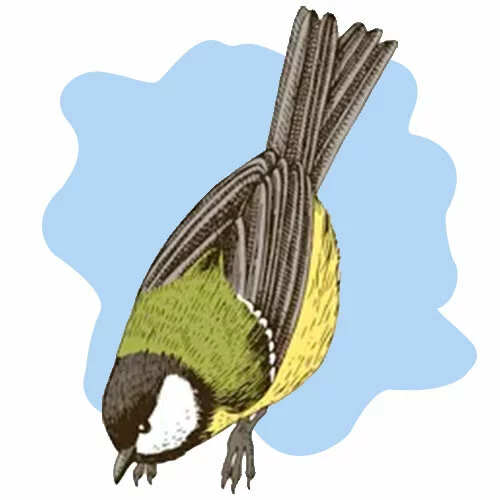 Цветной вариант раскраски синичка ест