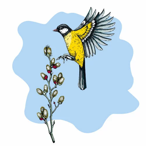 Цветной пример раскраски синица в полете