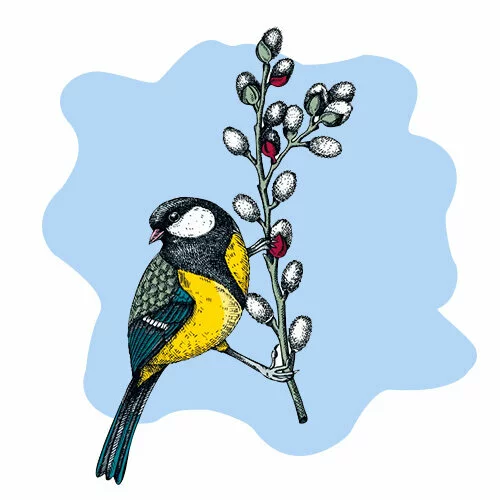 Цветной вариант раскраски синичка на вербе