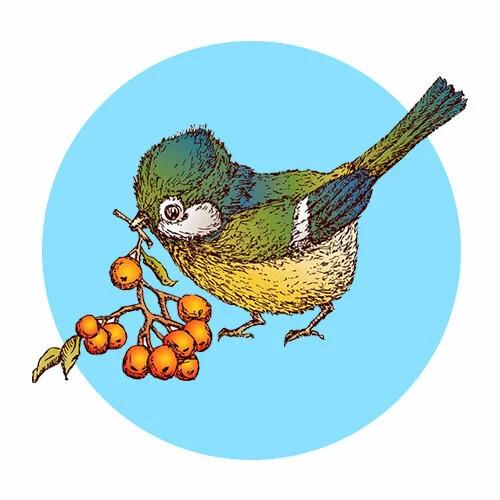 Цветной вариант раскраски синичка нашла ягоду