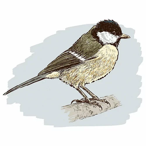 Цветной вариант раскраски настоящая синичка