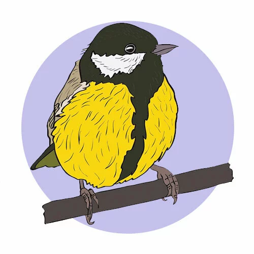 Цветной вариант раскраски синица и веточка