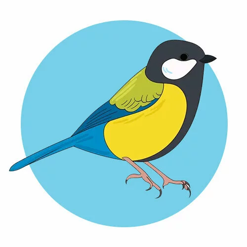 Цветной вариант раскраски синица иллюстрация