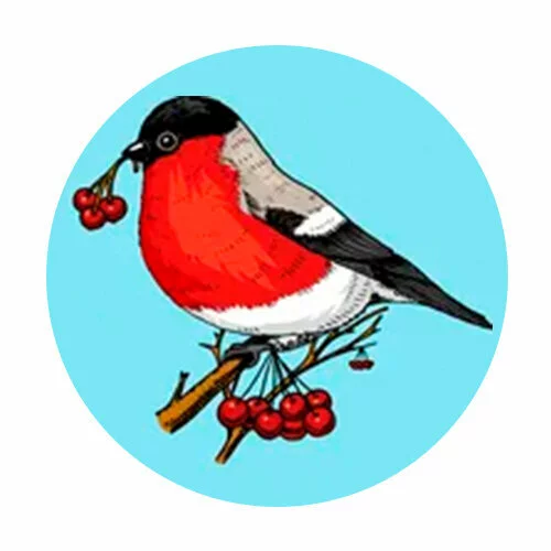 Цветной пример раскраски рябина у снегиря