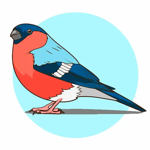 Цветной вариант раскраски снегирь настоящий