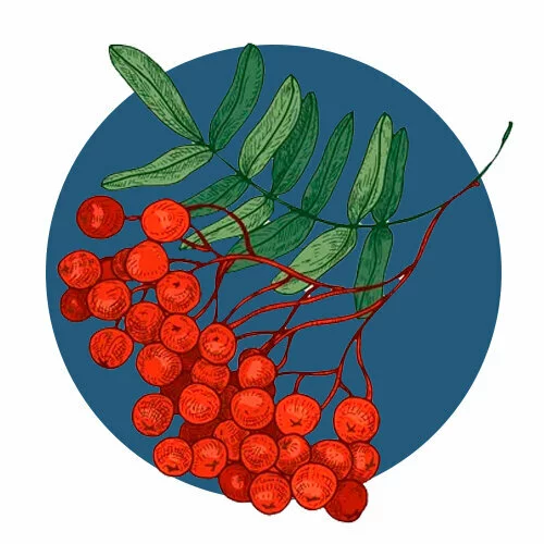 Цветной вариант раскраски кустик рябины