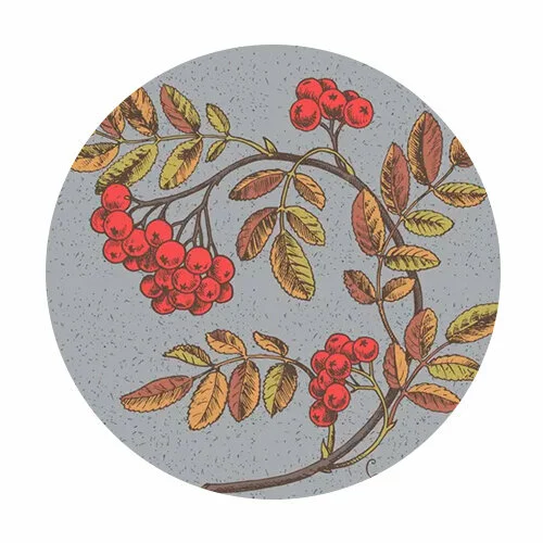 Цветной пример раскраски рябина веточка настоящая