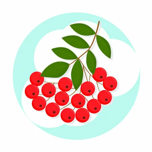 Цветной пример раскраски плоды рябины и листочки