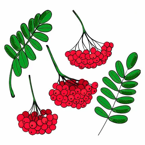 Цветной вариант раскраски рябина листья