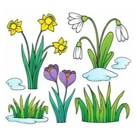 Цветной вариант раскраски подснежники и нарциссы
