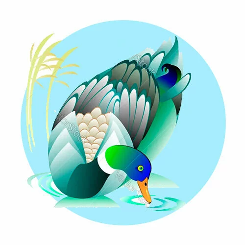 Цветной вариант раскраски красивая утка пьет