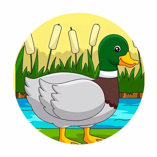 Цветной вариант раскраски утка шлепает