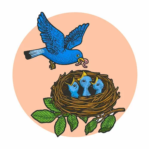 Цветной вариант раскраски птичка кормит птенцов