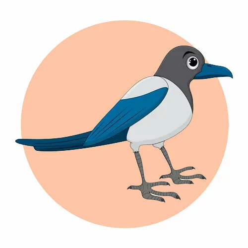 Цветной пример раскраски сорока большая птица