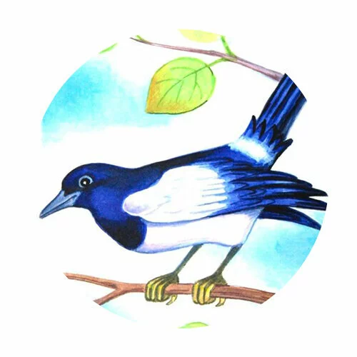 Цветной вариант раскраски сорока сидит на ветке