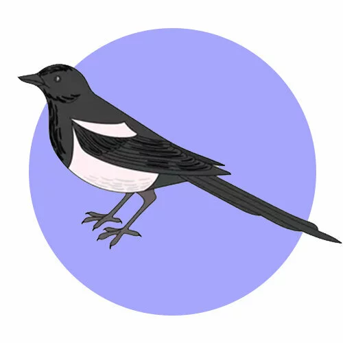 Цветной вариант раскраски сорока одна птица