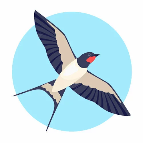 Цветной вариант раскраски ласточка расправила крылья