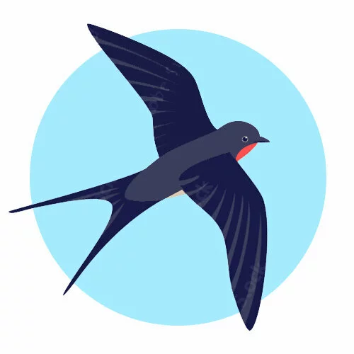 Цветной вариант раскраски полет красивой ласточки