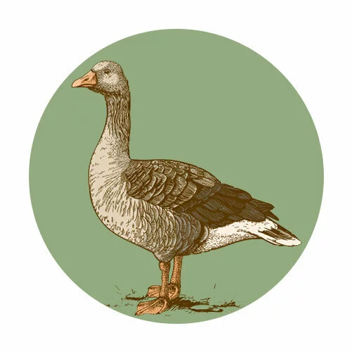 Цветной вариант раскраски гусь птичка