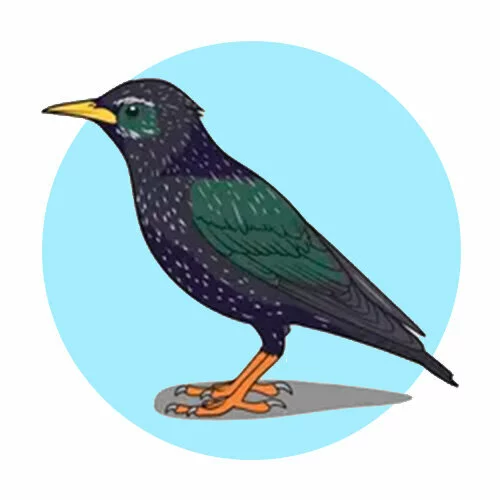 Цветной вариант раскраски скворец  птица