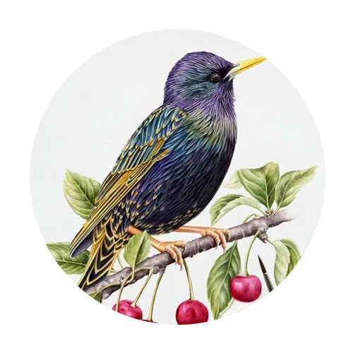 Цветной вариант раскраски скворец на веточке