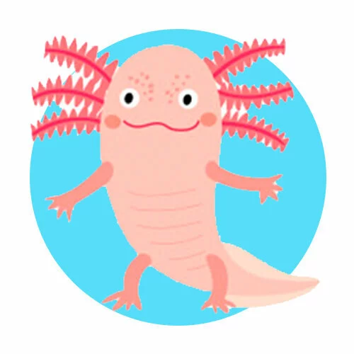 Цветной вариант раскраски аксолотль иллюстрация