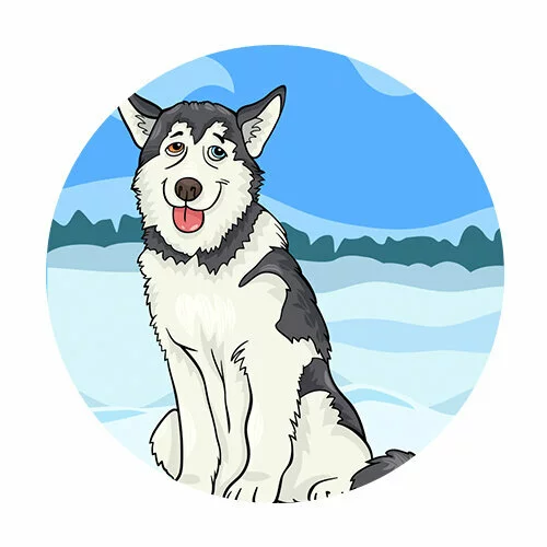 Цветной вариант раскраски собака хаски сидит