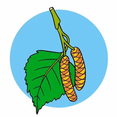 Цветной вариант раскраски лист от березы