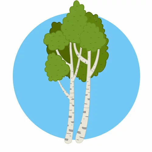 Цветной вариант раскраски береза дерево