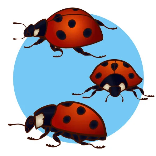 Цветной пример раскраски божья коровка три