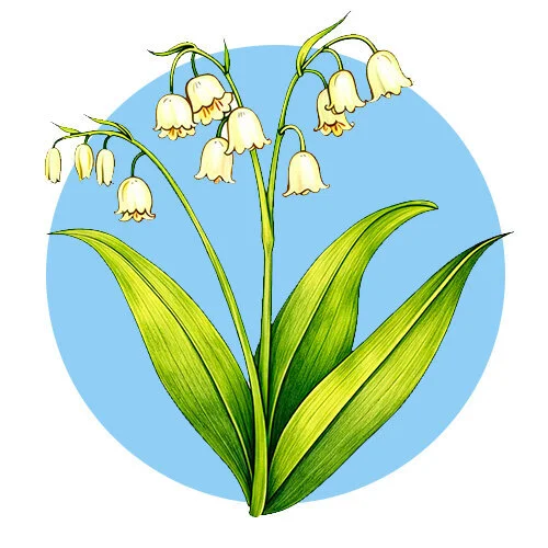 Цветной вариант раскраски ландыши новые