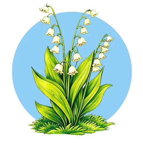 Цветной вариант раскраски ландыши в траве