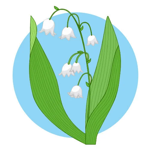 Цветной вариант раскраски ландыш цветочек