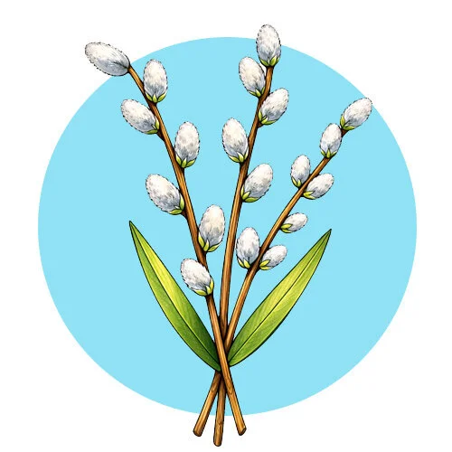 Цветной пример раскраски веточка вербы