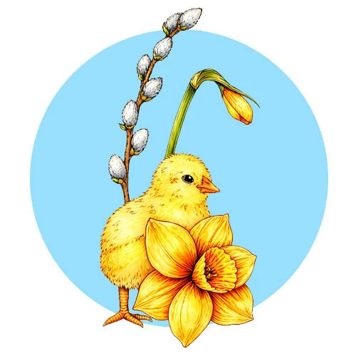 Цветной пример раскраски цыпленок и верба