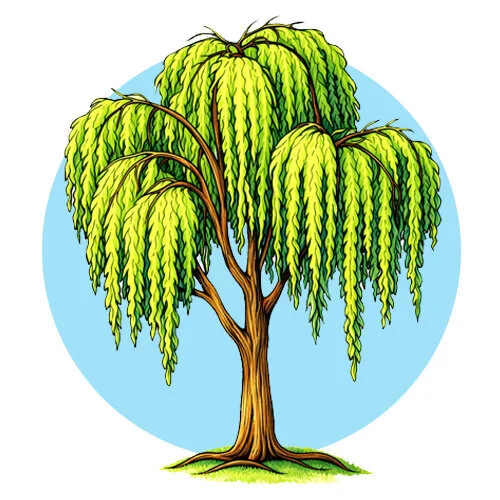 Цветной пример раскраски верба большое дерево