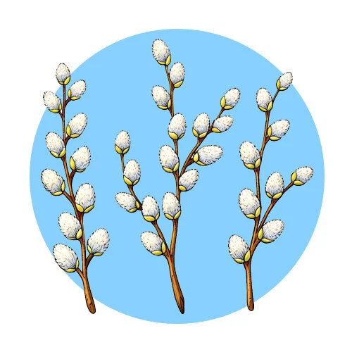 Цветной пример раскраски пушистая верба