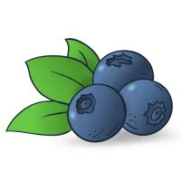 Цветной вариант раскраски черника