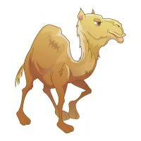 Цветной вариант раскраски деловой верблюд смотрит вперед