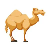 Цветной вариант раскраски строгий верблюд