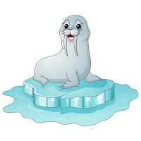 Цветной пример раскраски молодой моржик