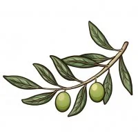 Цветной вариант раскраски веточка оливы