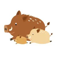 Цветной вариант раскраски кабан и два кабанчика