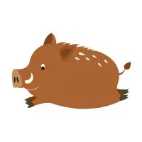 Цветной вариант раскраски бегущий кабан