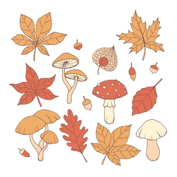 Цветной вариант раскраски осенний набор